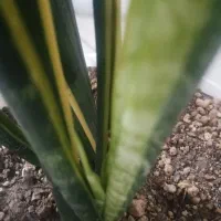 سانسوریا طلایی|گل و گیاه طبیعی|شیروان (خراسان), |دیوار