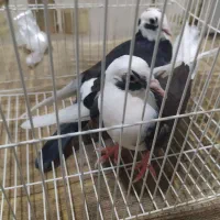 کپوت|پرنده|سراوان, |دیوار