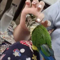 طوطی گرینچیک تربیت شده و حلقه به پا