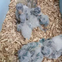 جوجه راهب سرلاکی برزیلی