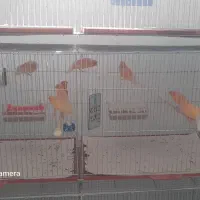 جوجه قناری ۲۰۲۵|پرنده|شهریار, رضی آباد بالا|دیوار