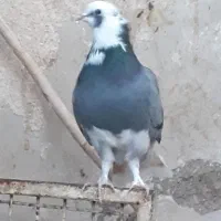 جوجه .کفتر ..  شازده سبز. هما سورور|پرنده|قرچک, میرزائی جنوبی|دیوار