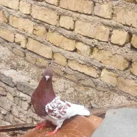 کفتر گرفتنی