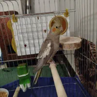 عروس هلندی سخنگو جفت.مولد|پرنده|قروه, |دیوار