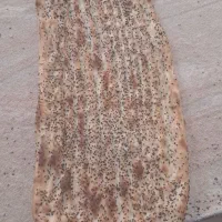 نیازمند شاطر بربری