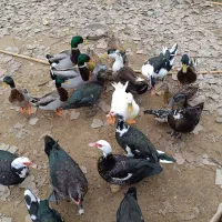 فروش اردک اسرائیلی ماده . اردک هوای|حیوانات مزرعه|سلمان‌شهر, |دیوار