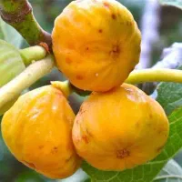 پیشفروش .نهال انجیر دیمی