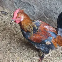 مرغ خروس محلی چاه قائدی وحیدکشتکار|حیوانات مزرعه|لامرد, |دیوار