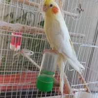عروس هلندی