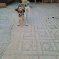 سگ زیبا و باهوش|سگ|شیراز, جرسقان|دیوار