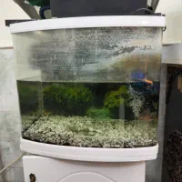 آکواریوم و ماهی|ماهی|کاشان, فاز ۲ ناجی آباد|دیوار