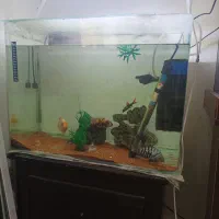 آکواریوم و سیچلاید