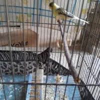 دو عدد قناری نر و ماده|پرنده|بروجرد, |دیوار