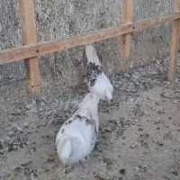 کفتر نر و ماده سرورکاکلی پا پر
