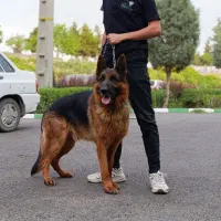 سگ ژرمن اصیل