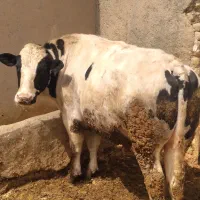 یک راس گوساله نر گوشتی چاق سرک دار|حیوانات مزرعه|رزن, |دیوار