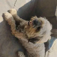 سگ پاکوتاه ردیف کامل واکسن زده|سگ|گلوگاه بابل (گلیا), |دیوار