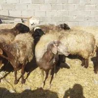 میش آبستن  بره شیری رگا شده   مرغ و خروس برهما|حیوانات مزرعه|سبزوار, صالح آباد|دیوار