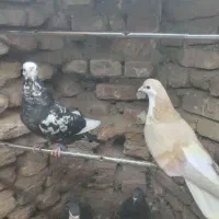 کشکیله هفرنگ