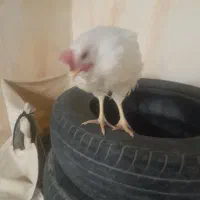 مرغ