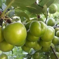 پیش فروش نهال|خدمات باغبانی و درختکاری|مرند, |دیوار