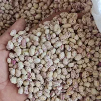 لوبیا چیتی|حراج|کازرون, |دیوار