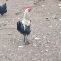 فروش تعدادی خروس