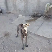 واگذاری سگ نژاد خوب|سگ|زاهدان, |دیوار