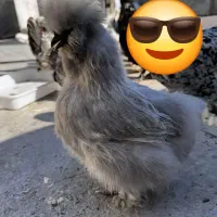 تخم‌ مرغ ابریشمی اصیل نطفه دار|حیوانات مزرعه|نیشابور, دارایی|دیوار