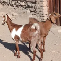 بز... 13/700|حیوانات مزرعه|کاشمر, |دیوار