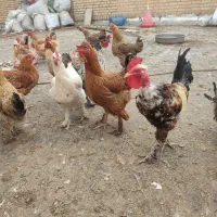 تخم مرغ نطفه دار دیلگونی