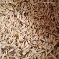 بذرگندم وجو