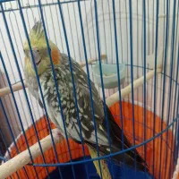 عروس هلندی ماده آماده تخم گذاری|پرنده|قم, علی آباد سعدگان|دیوار