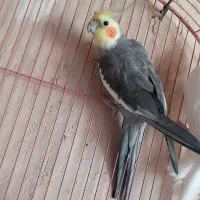 عروس هلندی