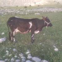 گاو دورگه