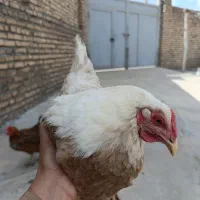 مرغ دورگه