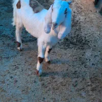 بزغاله افغانی|حیوانات مزرعه|کوهی‌خیل, |دیوار