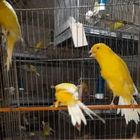قناری رسمی بلندوموزایکی
