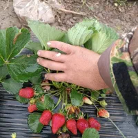 نهال توت فرنگی سابرینا 20/000/000 تومان|خدمات باغبانی و درختکاری|دلند, |دیوار