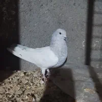 سلام خدمت دوستان عشق بازدوعددنرکله ای|پرنده|زابل, |دیوار