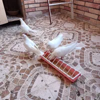 کفتر سفید|پرنده|ساوه, |دیوار