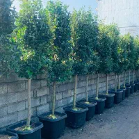 باغبانی رودهن پردیس جاجرود دماوند بومهن|خدمات باغبانی و درختکاری|پردیس, شهرک صنعتی کمرد|دیوار