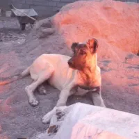 طوله سرابی اصیل درجه یک پنج ماهه