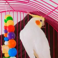 طوطی عروس هلندی لوتینو|پرنده|رشت, نخودچر|دیوار