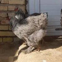 مرغ برهما وخروس دورگه مرندی یکساله