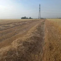 اجاره-زمین-برای-کاهو-یا-دو-کشت-گندم-و-ذرت