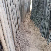 سنوبر قلمه شاخه ریشه دار بدون ریشه برای کاشت