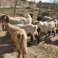 بزغاله پروار چاغ|حیوانات مزرعه|کوهدشت, |دیوار