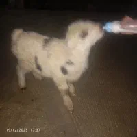 بره‌‌شیری|حیوانات مزرعه|جم, |دیوار