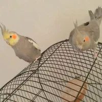 جفت عروس هلندی دستی|پرنده|پاکدشت, کبودگنبد|دیوار